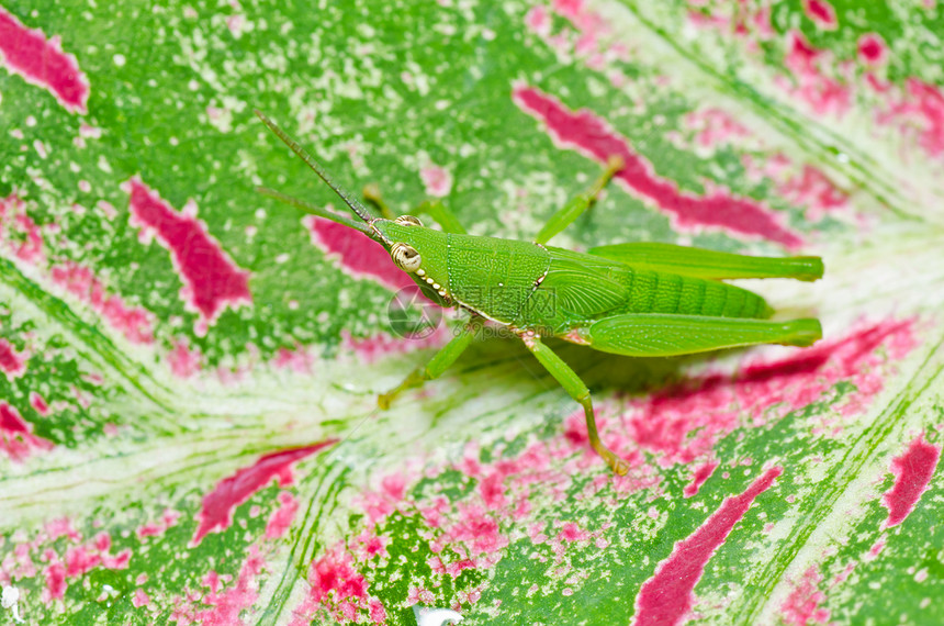 绿色天然的草地花园跳跃蟋蟀宏观翅膀刺槐食物荒野叶子图片