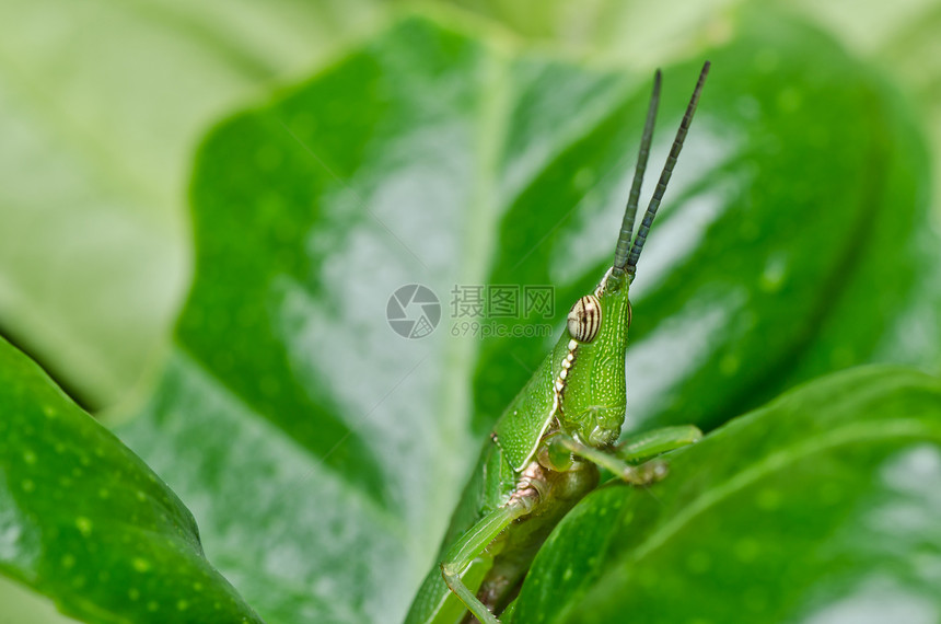 绿色天然的野生动物蚱蜢叶子食物肌肉跳跃害虫翅膀宏观生活图片