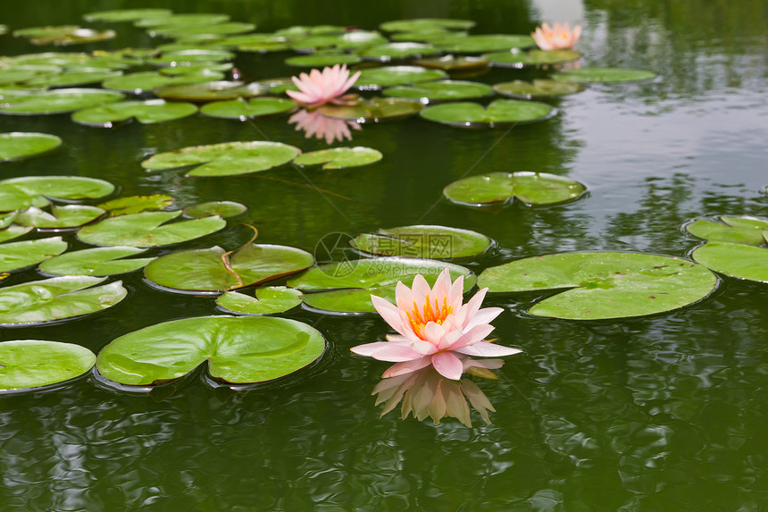 粉红水百合和池塘中的叶子反射公园环境荷花冥想美丽植物学百合植物群植物图片