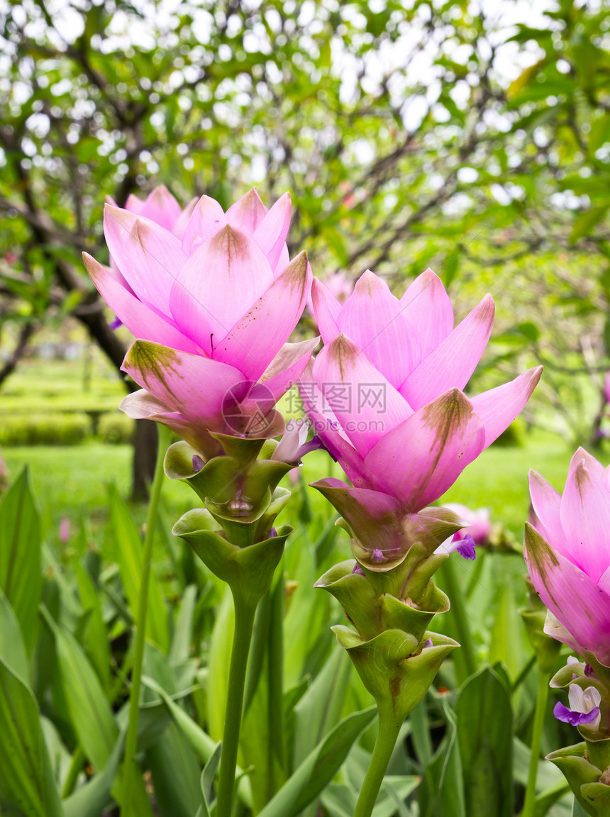 郁金花文化女性化旅行粉色白色父母植物学植物群季节性花瓣图片