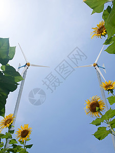 替代能源向日葵活力农业涡轮花粉天空草地种子阳光蓝色背景图片