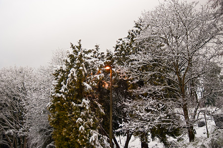 冬天雪景季节性季节路灯白色公园场景灯柱植物背景图片