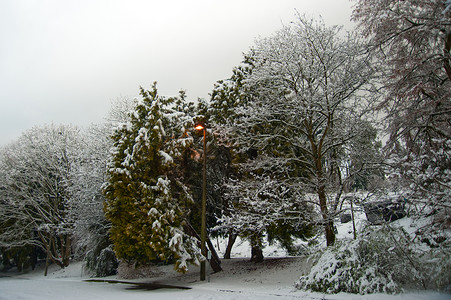 冬天白色季节雪景灯柱公园季节性植物场景背景图片