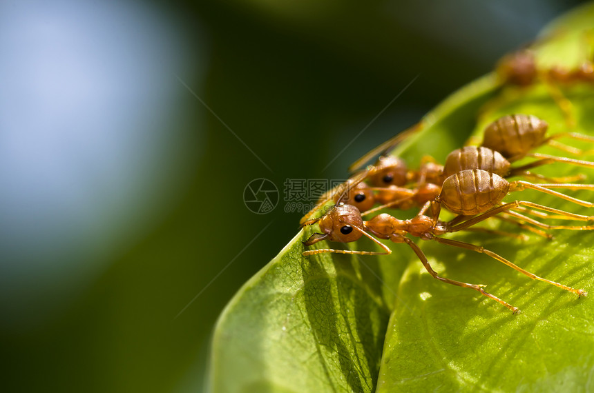 红蚁团队工作野生动物照片红色昆虫漏洞水平探索橙子旅行生物图片
