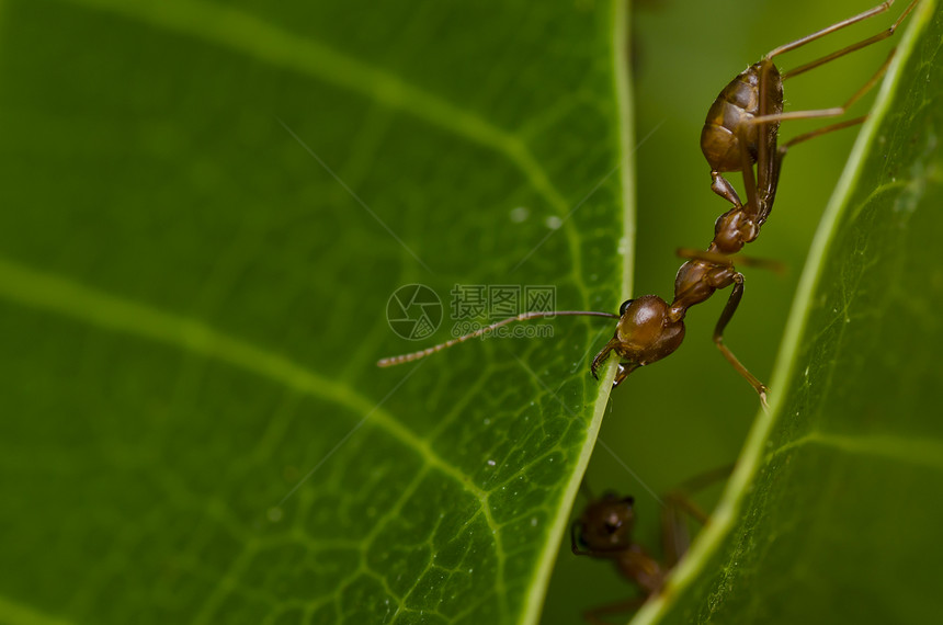 强大的红蚂蚁白色绿色野生动物水平生物旅行昆虫工人工作橙子图片