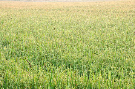 清晨种植大米背景图片