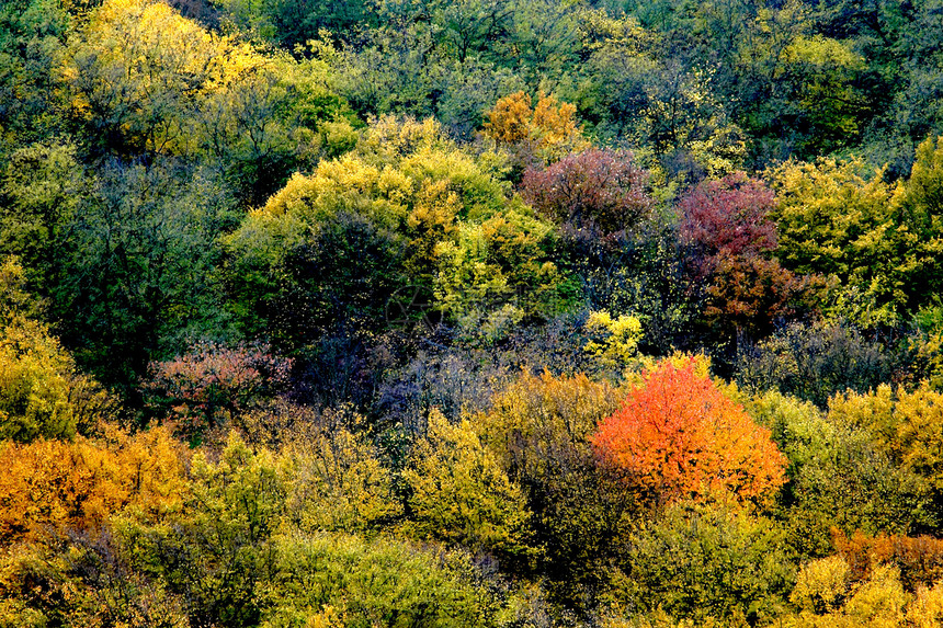 秋季背景二图片