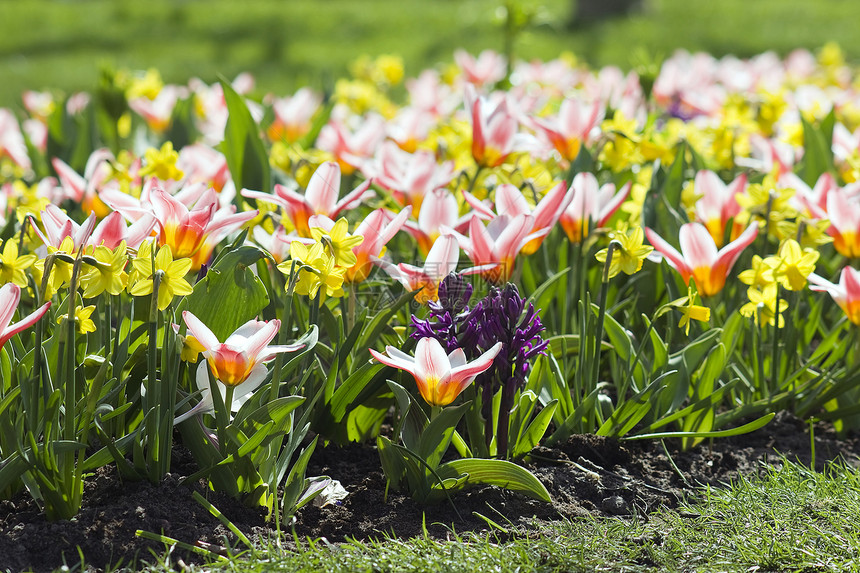 公园里花朵多彩的春花生长季节灯泡红花水仙花花瓣花园生态高度龙眼图片