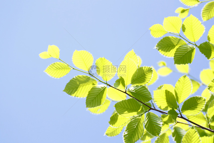 新的绿蓝天空森林阳光树木叶子太阳生长美丽绿色图片