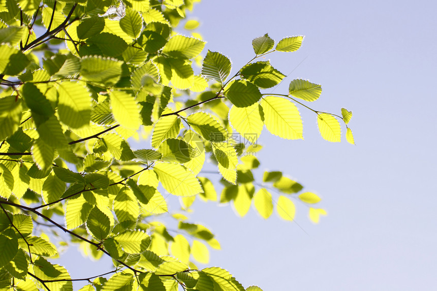 新的绿蓝天空美丽太阳阳光森林叶子生长树木绿色图片