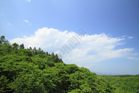 新的绿色和云彩树木木头背景图片