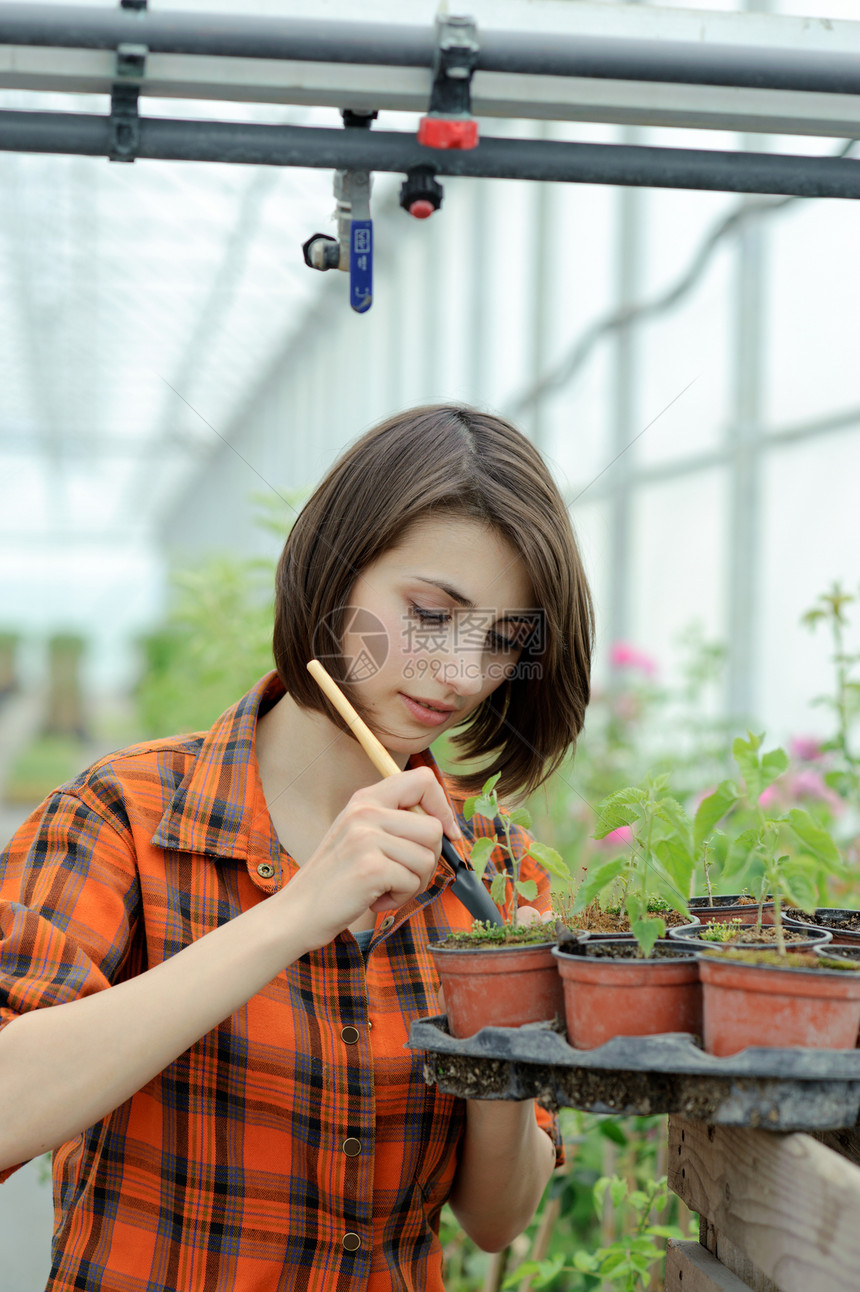 在温室里的女孩植物园艺女性绿色苗圃成人花店生长闲暇幼苗图片