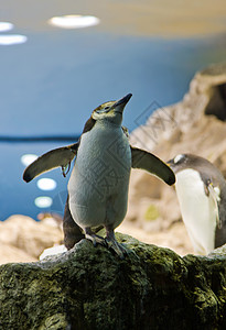 北极企鹅动物园企鹅环境岩石翅膀生活背景图片