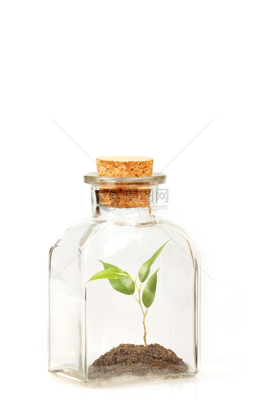 在透明玻璃瓶中种植小绿绿种植园图片