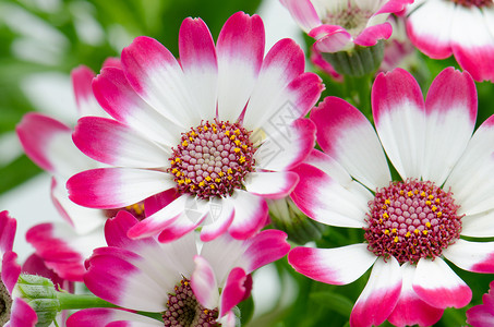 美丽的粉红花和绿草花园植物花瓣花束紫色礼物明信片植物群温泉雏菊背景图片