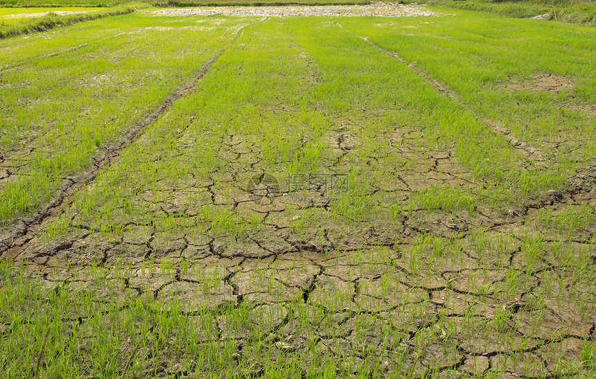 稻米作物植物农业田园绿色季节食物生长阳光环境风光图片