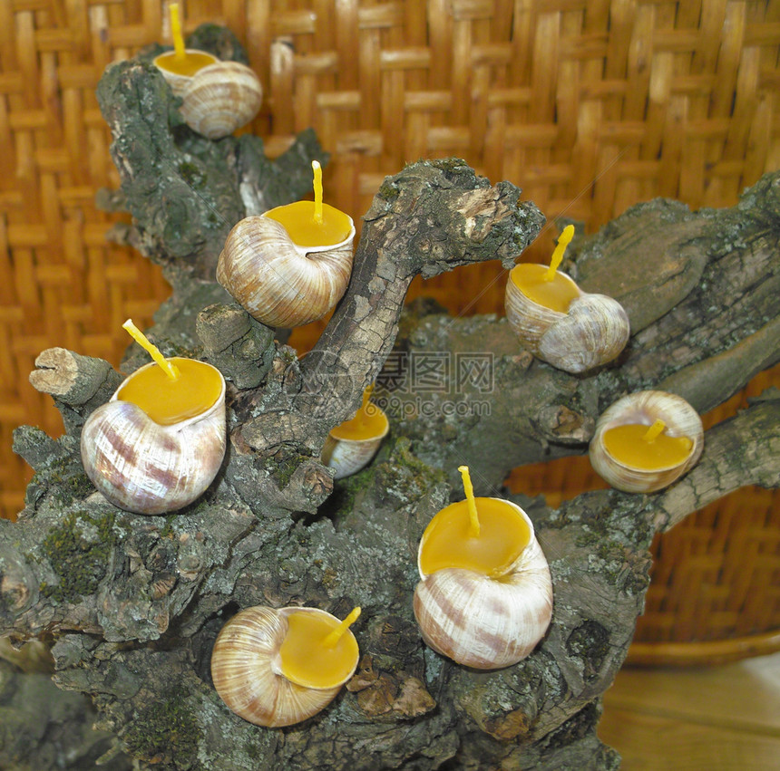蜗牛壳中的比斯瓦克斯蜡烛蜜蜂棉布还愿者灯芯蜗牛壳图片