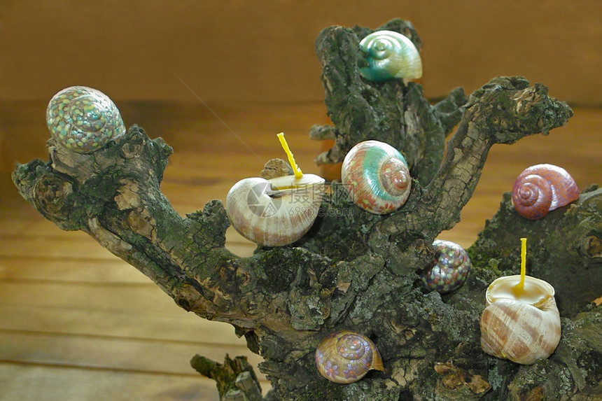 在蜗牛贝壳上喷漆的蜂巢蜡烛蜜蜂棉布蜗牛壳绘画灯芯还愿者图片