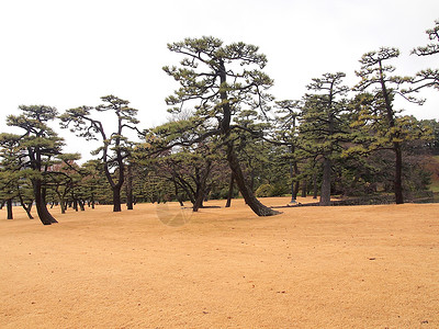 皇宫堀和松树外朝皇宫花园东京天际的景象都市公园高楼摩天大楼花园江户天空景观旅行森林背景