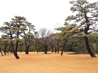 皇宫堀和松树外朝皇宫花园东京天际的景象城市花园公园高楼江户森林旅游绿色松树天空背景