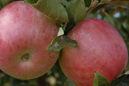 苹果产妇文化回馈苹果树农作物水果腐烂晚宴土地建材高清图片