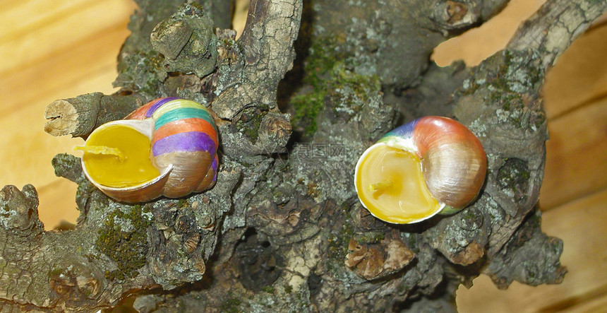 在蜗牛壳上手工涂画的蜜蜂蜡烛绘画还愿者棉布蜗牛灯芯图片