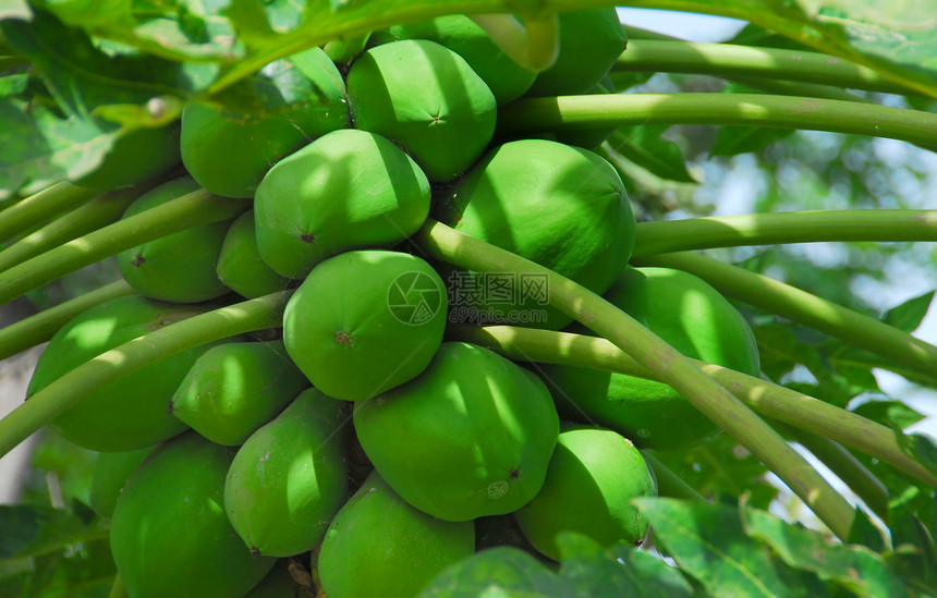 木瓜情调食物维生素异国树叶热带果子植物棕榈水果图片