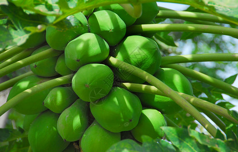 木瓜情调食物维生素异国树叶热带果子植物棕榈水果背景图片