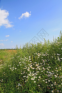 夏季田地上的白驴轮牧草空地花瓣草本植物卫生生长农村洋甘菊天气植物背景图片