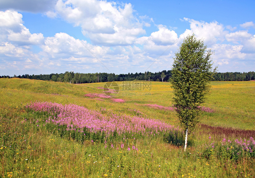 黄色田地上的小树枝国家植物淡紫色草地天气紫丁香农村荒野花瓣生长图片
