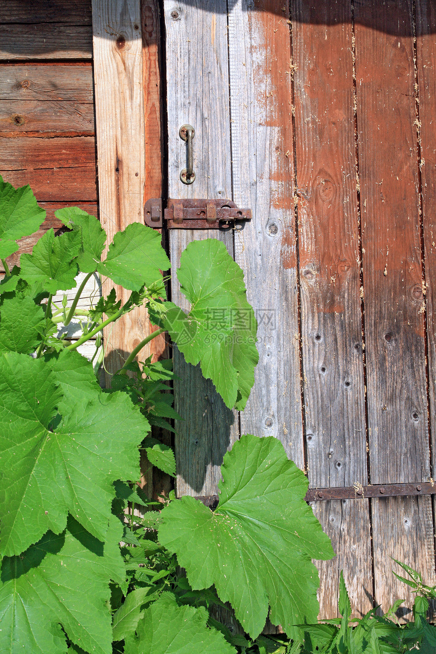 旧木制门附近的绿壳住宅历史艺术房子村庄生活状况建筑学裂痕植物图片