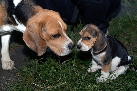 查理王小猎犬Beagle 小比格尔小狗动物哺乳动物猎犬宠物犬类背景