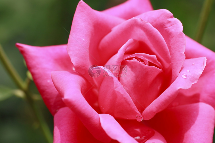 在花园中美丽的玫瑰红色植物花粉绿色园艺树叶图片
