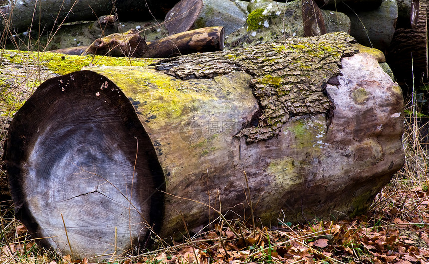 一个树干植物木头绿色树木日志生活生态木材叶子年轮图片