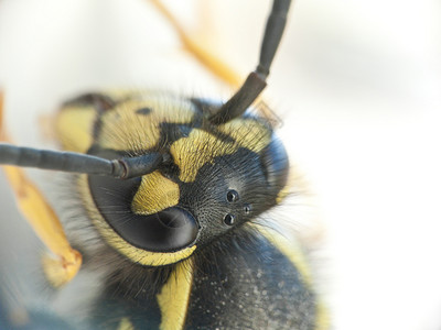 黄蜂的宏照片高清图片