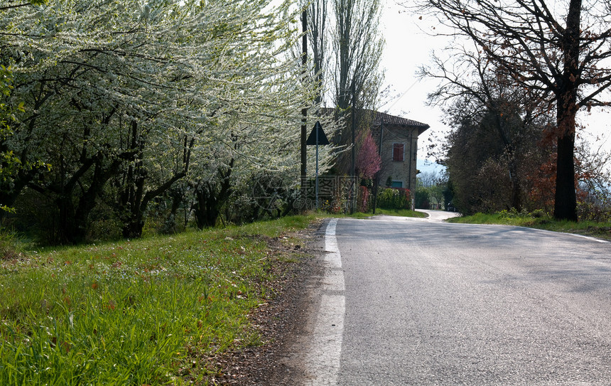 靠近道路的鲜花树图片