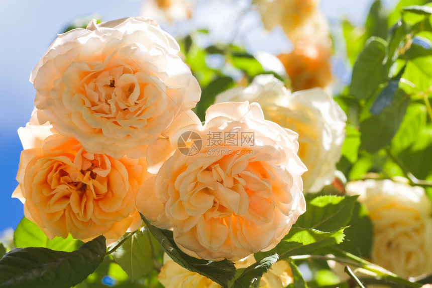美丽的黄黄色气味的老式攀登玫瑰“布芙美人”图片