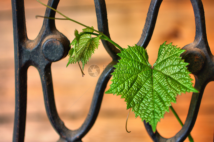 带葡萄藤的铁皮叶状体植物铁工栅栏绿色金属树叶叶子葡萄园图片