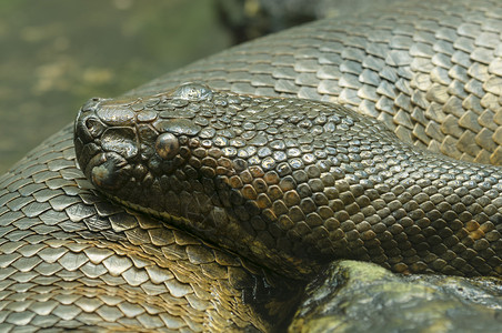 Anaconda 蛇鼠类蟒蛇背景图片