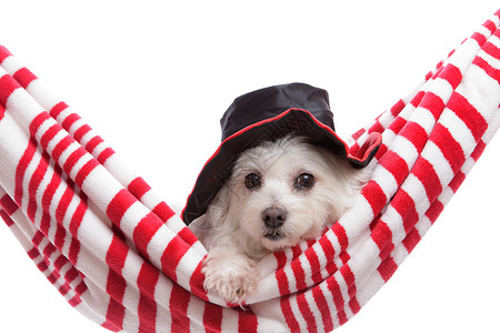 戴帽子的可爱小狗背景图片