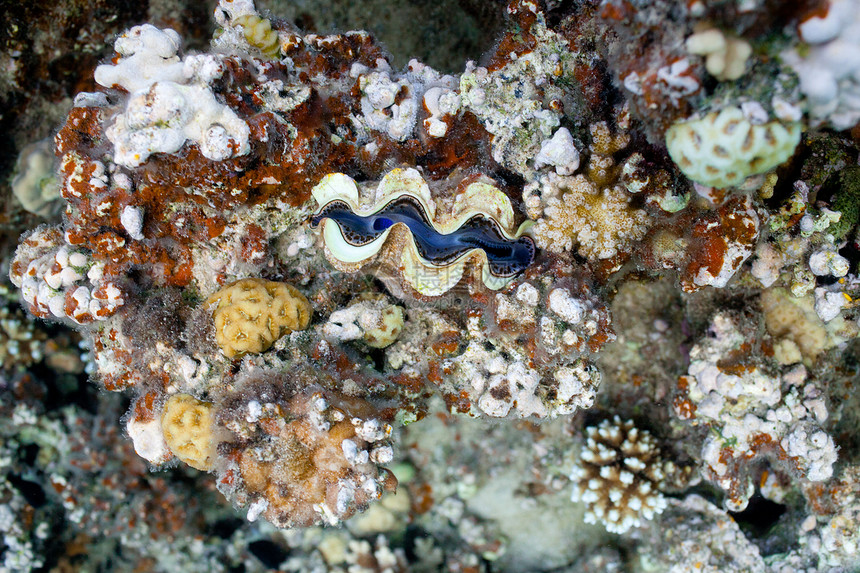 海中的珊瑚浮潜旅游异国阳光团体假期雌蕊生活生长荒野图片