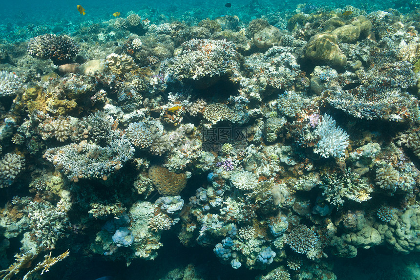 海中的鱼类和珊瑚异国荒野生活雌蕊蓝色阳光情调团体浮潜旅行图片