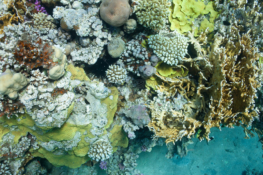 海中的鱼类和珊瑚阳光浮潜海洋荒野情调旅游菜花勘探假期雌蕊图片
