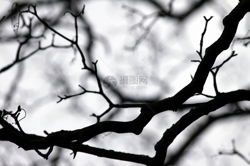 黑色和白白分支背景背景植物环境木头白色森林图片