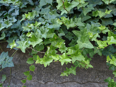 常春藤植被绿色植物植物树叶材料背景图片