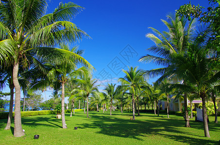 花园园公园热带叶子车道花园草地植物途径小路风格背景图片