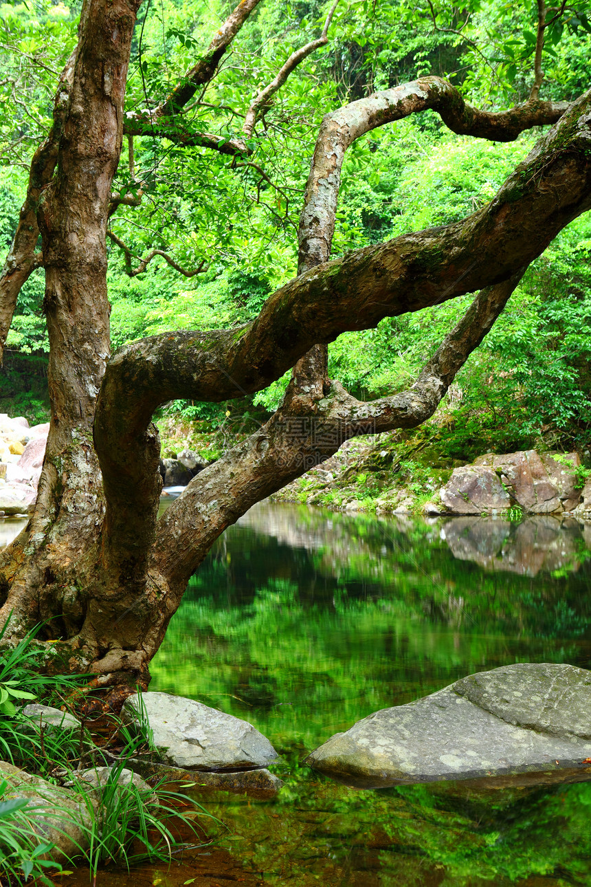 丛林中的树木和林里的水热带风景活力溪流阳光森林天堂石头岩石野生动物图片