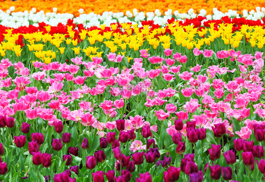 带有郁金香的花朵字段天气国家美丽生态花瓣院子场地草地植物雏菊图片