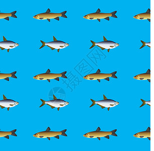 草鱼鱼鱼的无缝纹理插画