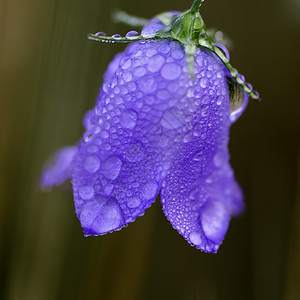 紫花朵紫色气泡小铃铛水滴背景图片